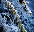 The Frostcorner