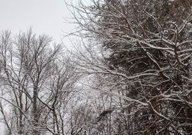 The Frostcorner