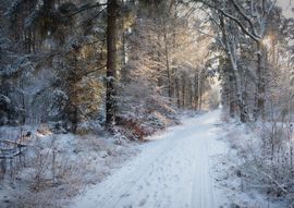 The Frostcorner
