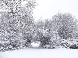 The Frostcorner