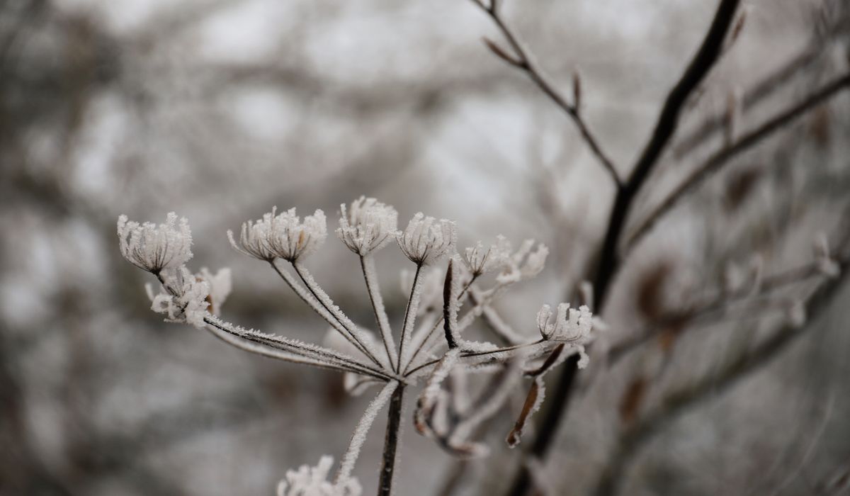 The Frostcorner