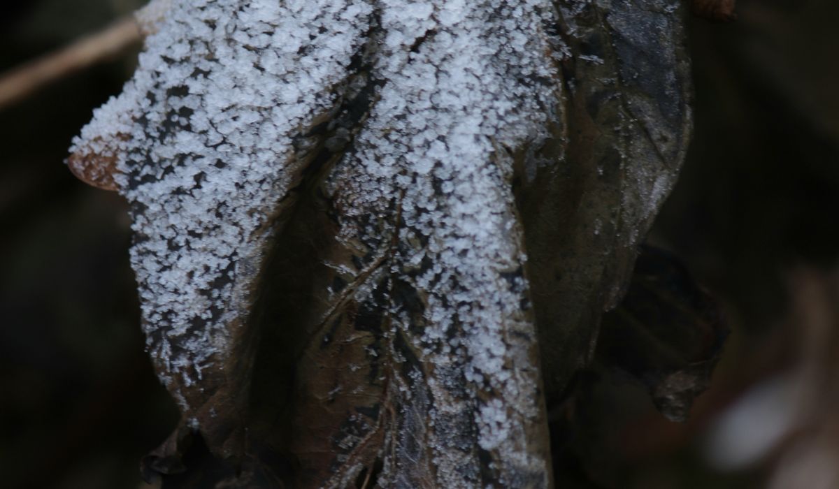 The Frostcorner