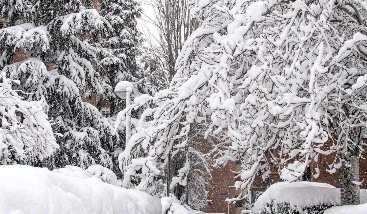 The Frostcorner