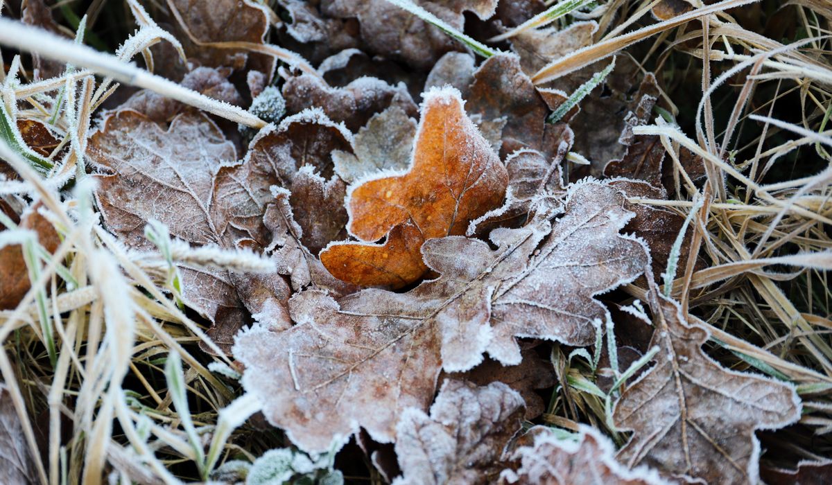 The Frostcorner